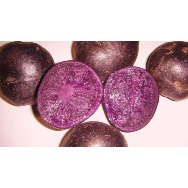 PURPLE MAJESTY SEED POTATOES Bulbs Tubers -2Lb -deep purple color inside and out